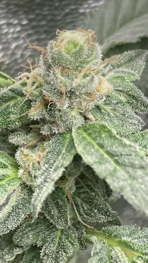 Chrome Dome Clone (Compound Genetics). Week 7
