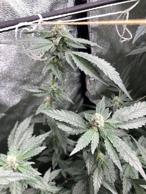 Chrome Dome Clone (Compound Genetics). Week 7
