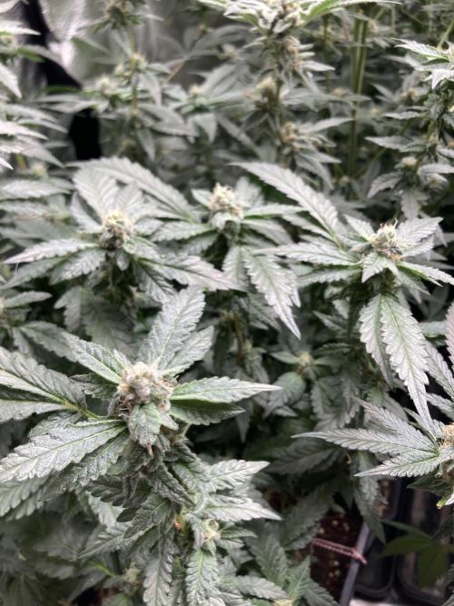 Chrome Dome Clone (Compound Genetics). Week 7