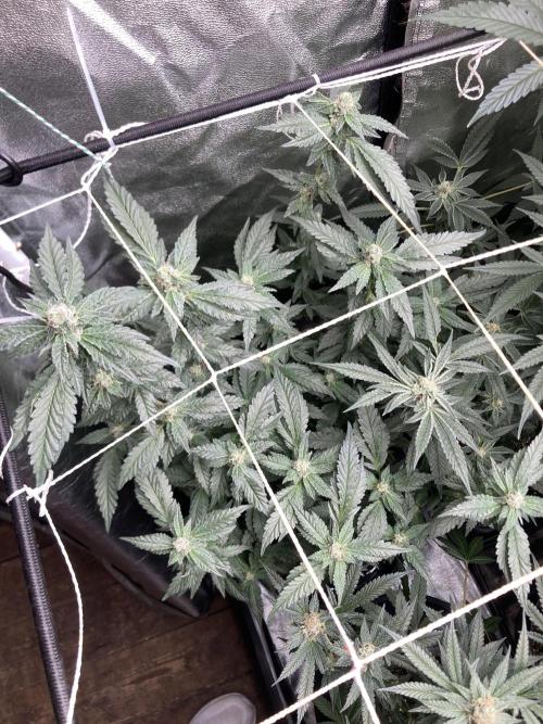 Chrome Dome Clone (Compound Genetics). Week 7