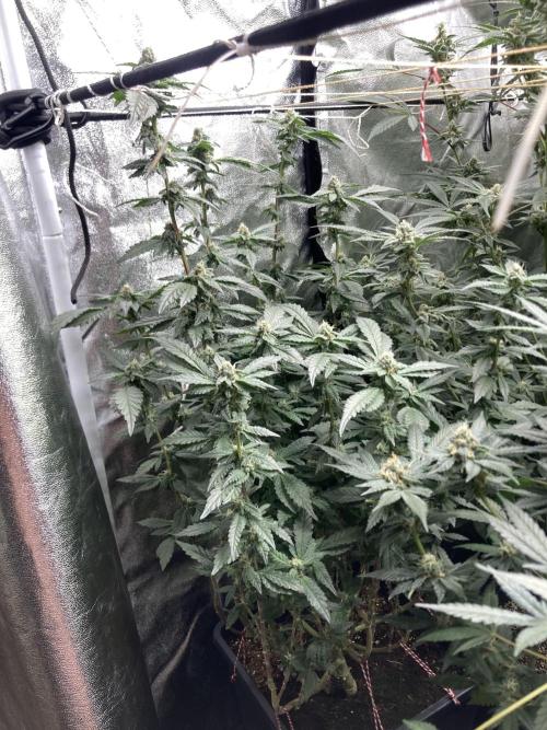 Chrome Dome Clone (Compound Genetics). Week 7
