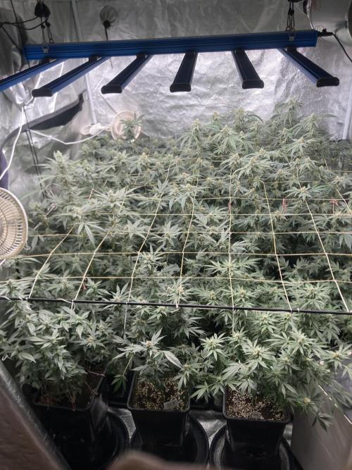 Chrome Dome. Week 7