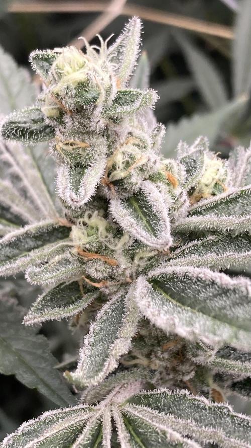 Atomic Jelly (In House Genetics). Week 15