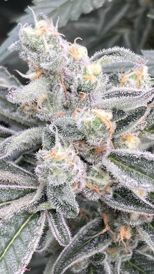 Atomic Jelly (In House Genetics). Week 15