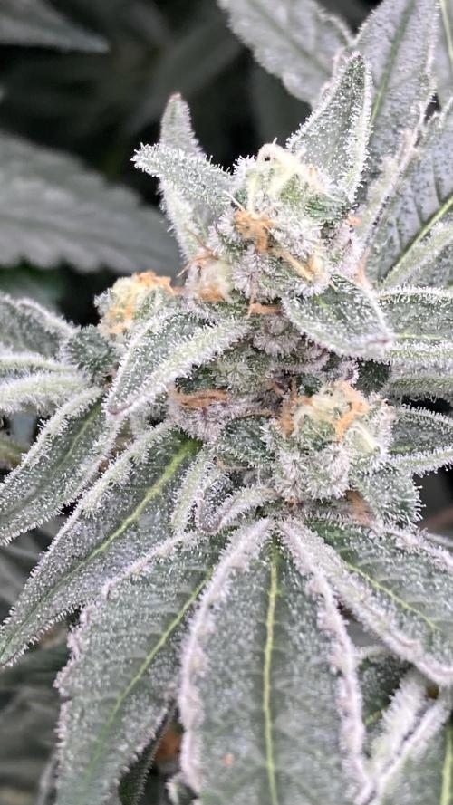 Atomic Jelly (In House Genetics). Week 15