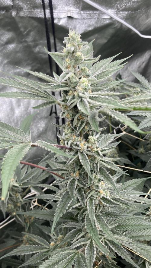 Atomic Jelly (In House Genetics). Week 15