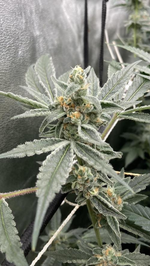 Atomic Jelly (In House Genetics). Week 15