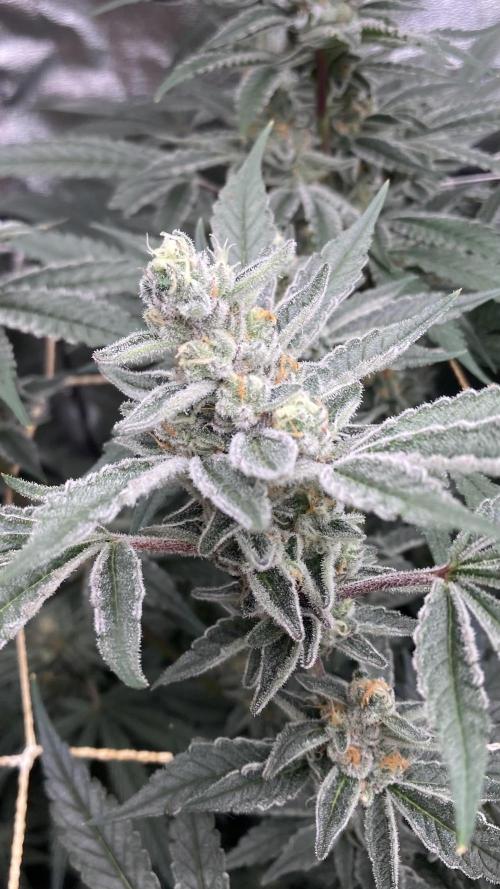 Atomic Jelly (In House Genetics). Week 15