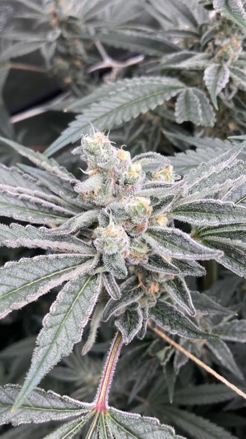 Atomic Jelly (In House Genetics). Week 15