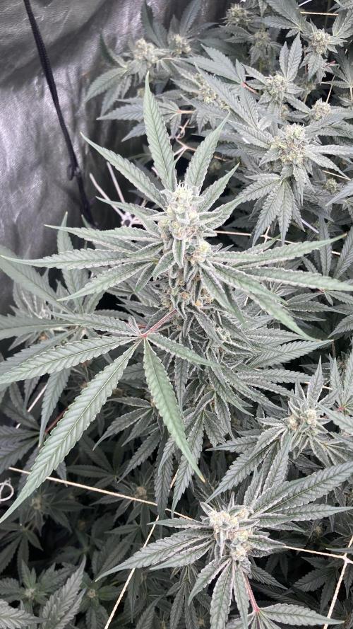 Atomic Jelly (In House Genetics). Week 15
