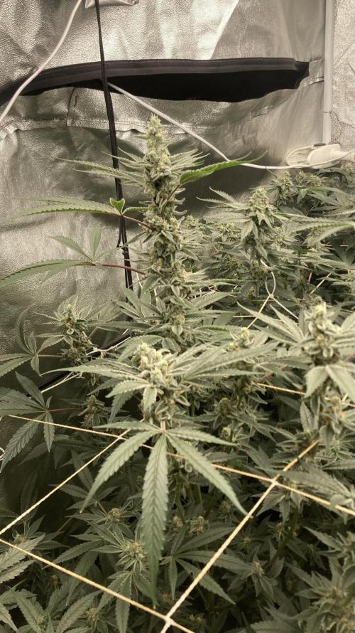 Atomic Jelly (In House Genetics). Week 15