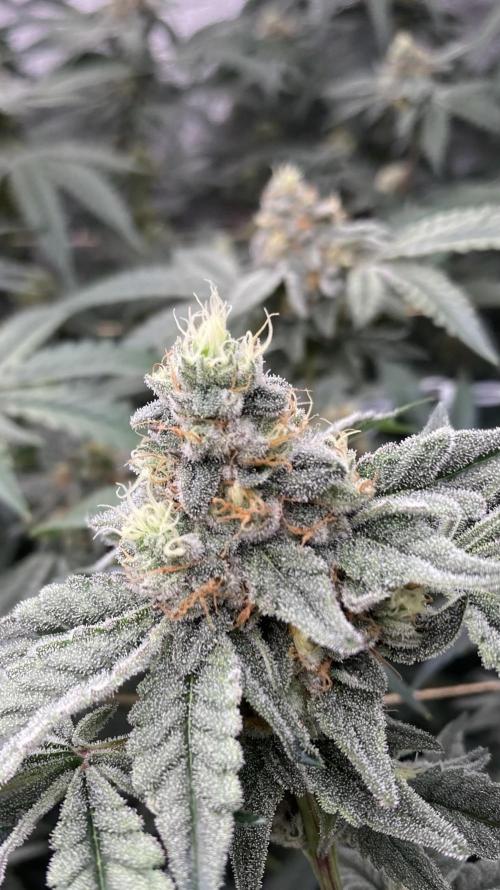 Zoy Sauce Clones (my Cut). Week 8