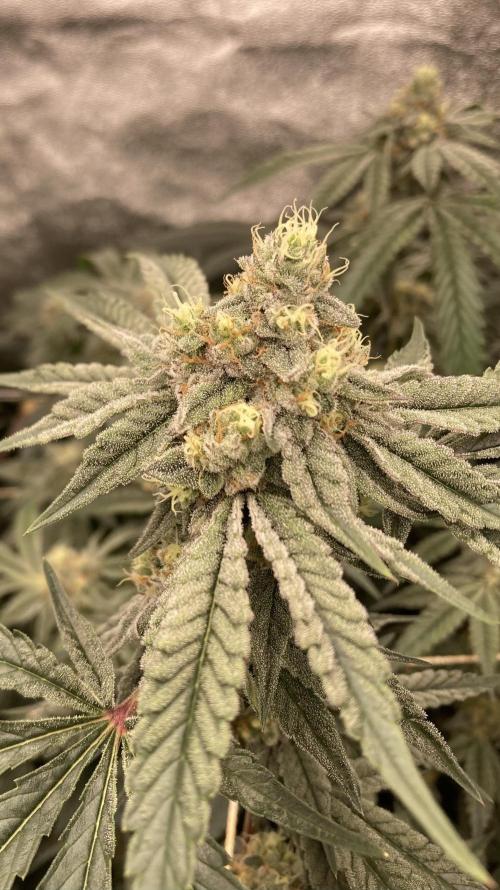 Zoy Sauce Clones (my Cut). Week 8