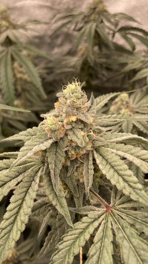Zoy Sauce Clones (my Cut). Week 8