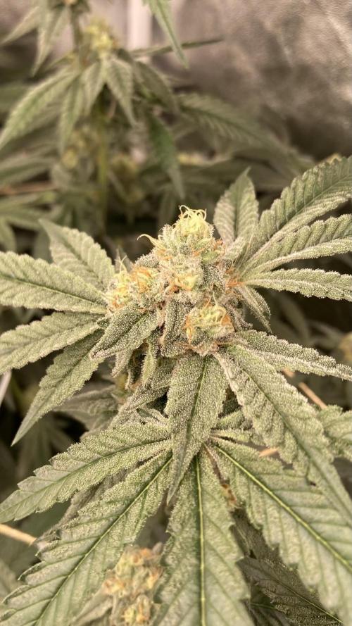 Zoy Sauce Clones (my Cut). Week 8