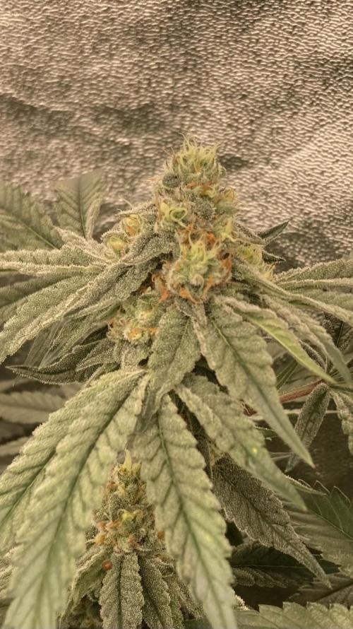 Zoy Sauce Clones (my Cut). Week 8