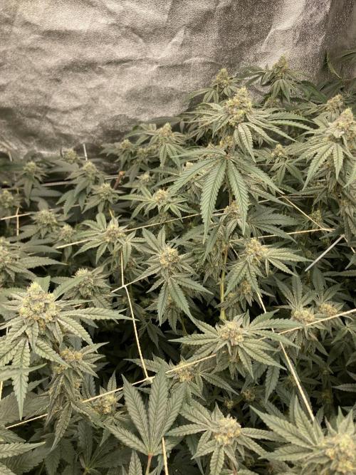 Zoy Sauce Clones (my Cut). Week 8