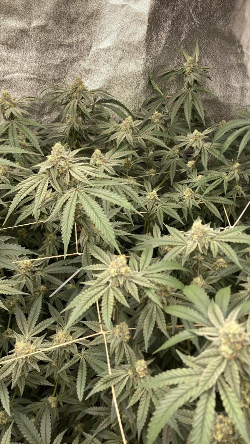 Zoy Sauce Clones (my Cut). Week 8