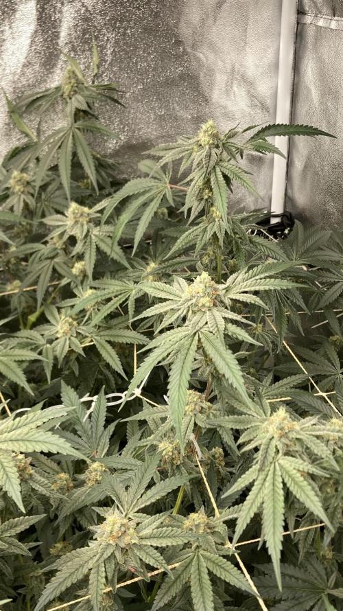 Zoy Sauce Clones (my Cut). Week 8