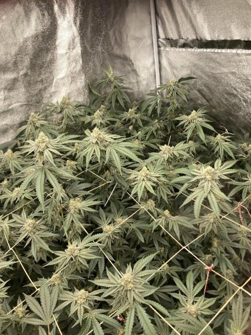 Zoy Sauce Clones (my Cut). Week 8
