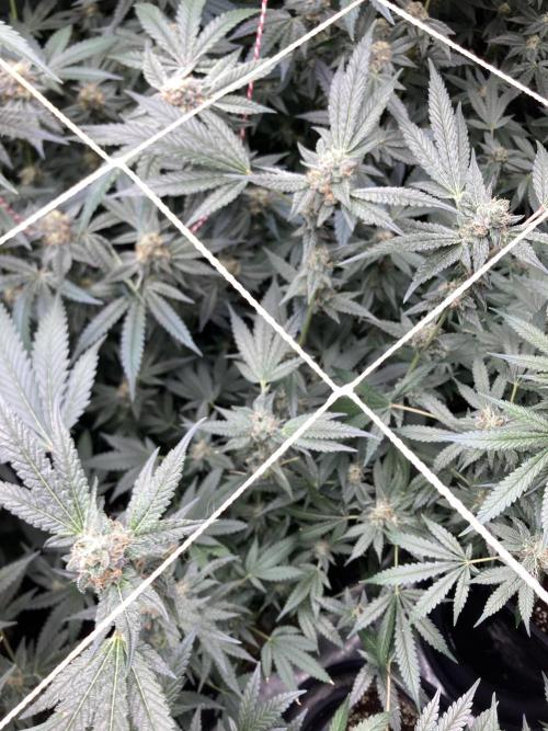 Rainbow Marker Clones (Lit Farms). Week 8