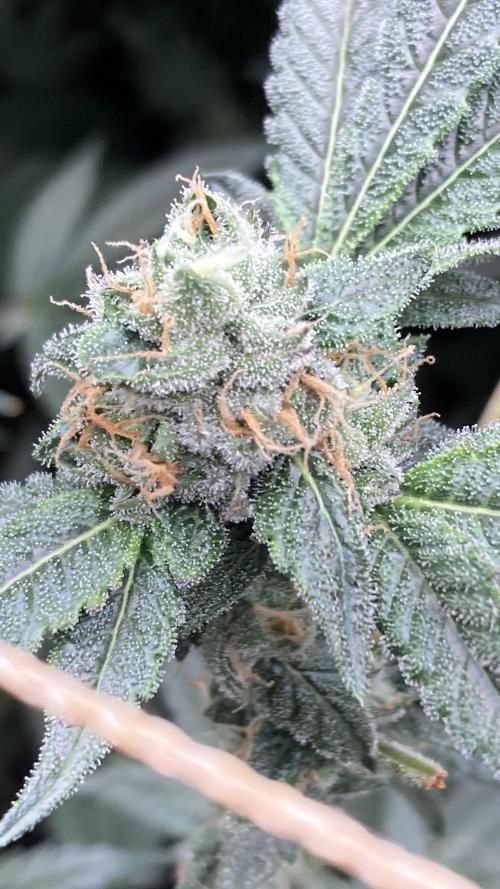 Rainbow Marker Clones (Lit Farms). Week 8