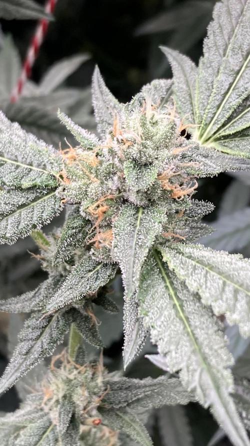 Rainbow Marker Clones (Lit Farms). Week 8