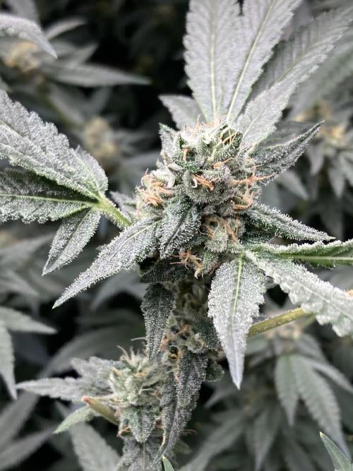 Rainbow Marker Clones (Lit Farms). Week 8