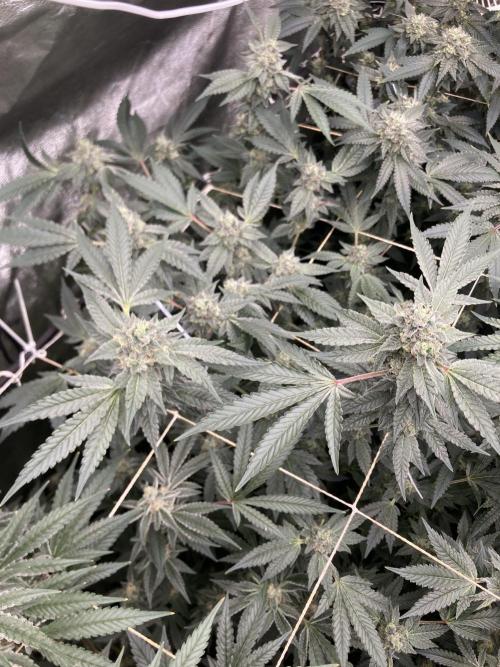 Rainbow Marker Clones (Lit Farms). Week 8
