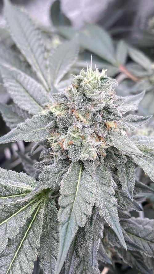 Rainbow Marker Clones (Lit Farms). Week 8