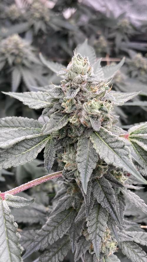Rainbow Marker Clones (Lit Farms). Week 8