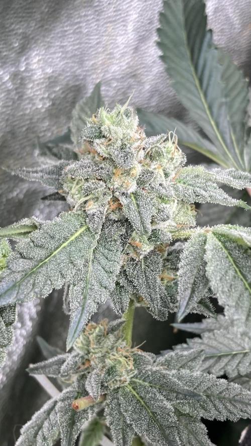Rainbow Marker Clones (Lit Farms). Week 8