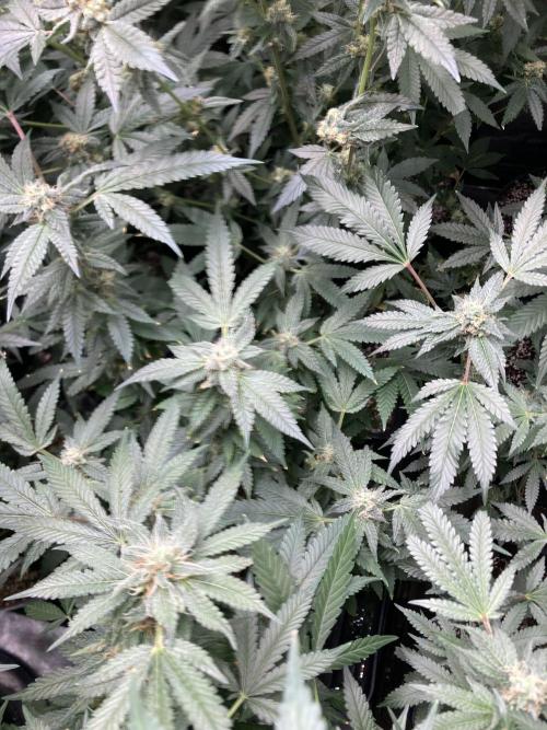 Rainbow Marker Clones (Lit Farms). Week 8
