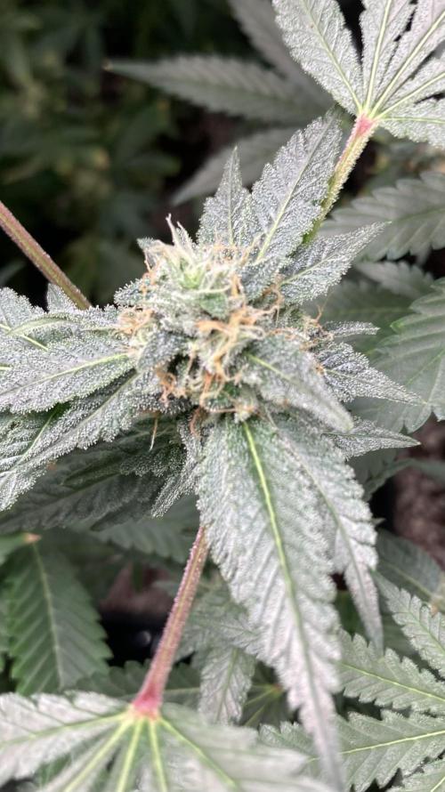 Rainbow Marker Clones (Lit Farms). Week 8