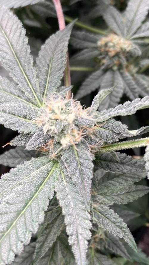 Rainbow Marker Clones (Lit Farms). Week 8