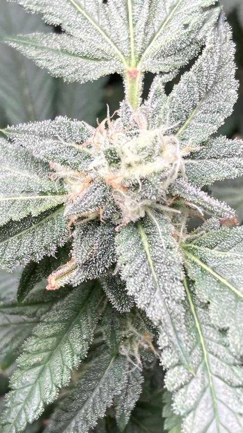 Rainbow Marker Clones (Lit Farms). Week 8