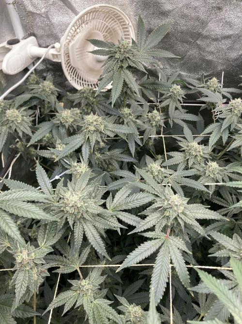 Rainbow Marker Clones (Lit Farms). Week 8