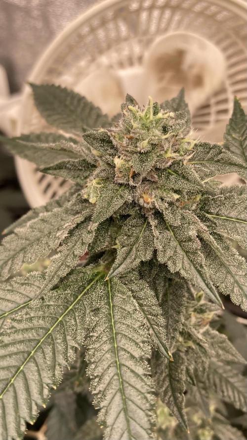 Rainbow Marker Clones (Lit Farms). Week 8