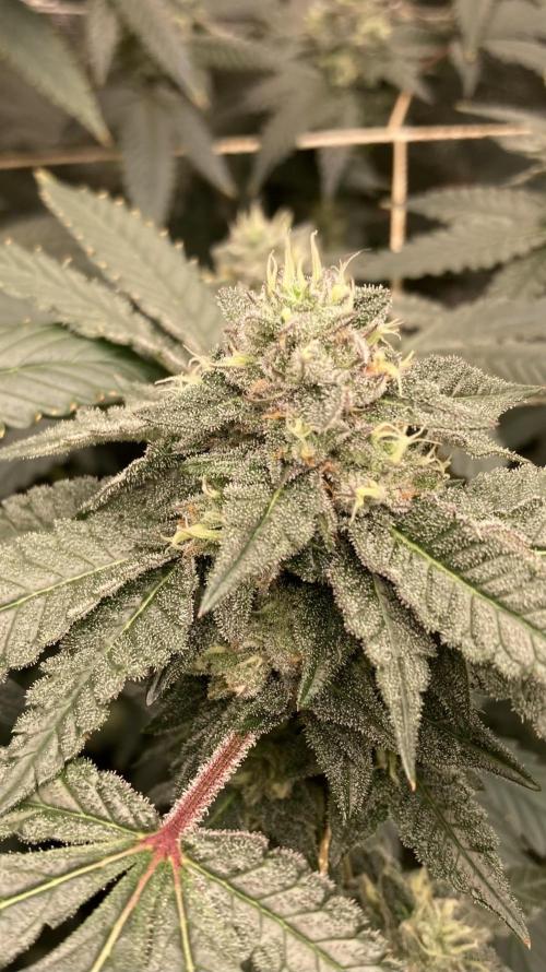 Rainbow Marker Clones (Lit Farms). Week 8