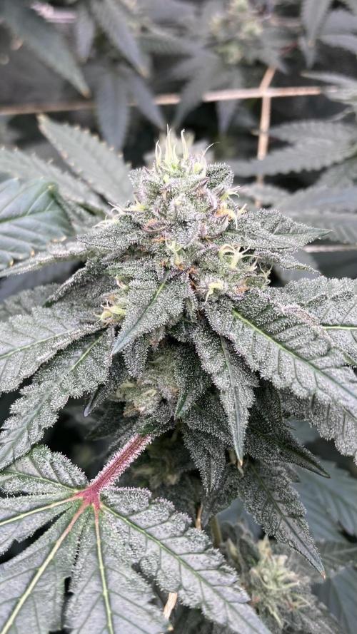 Rainbow Marker Clones (Lit Farms). Week 8