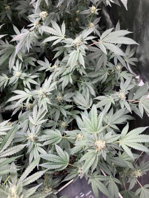 Rainbow Marker Clones (Lit Farms). Week 8