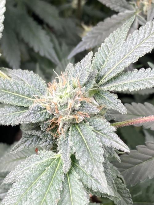 Rainbow Marker Clones (Lit Farms). Week 8