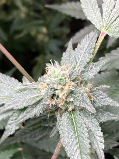 Rainbow Marker Clones (Lit Farms). Week 8