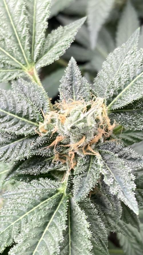 Rainbow Marker Clones (Lit Farms). Week 8