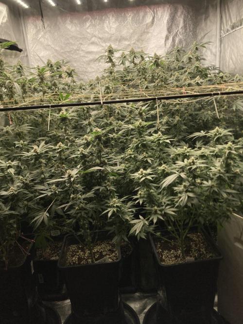 Rainbow Marker Clones (Lit Farms). Week 8