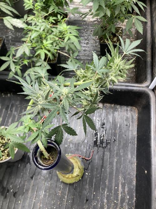 Double Smile (Mephisto Genetics). Week 10