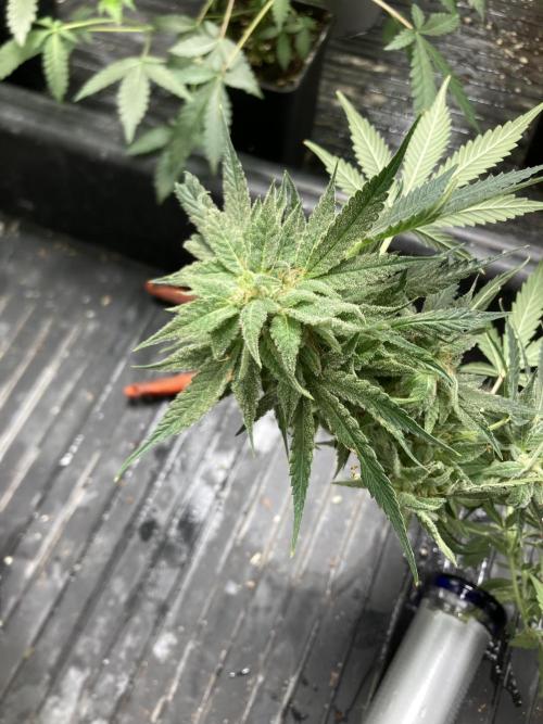 Double Smile (Mephisto Genetics). Week 10