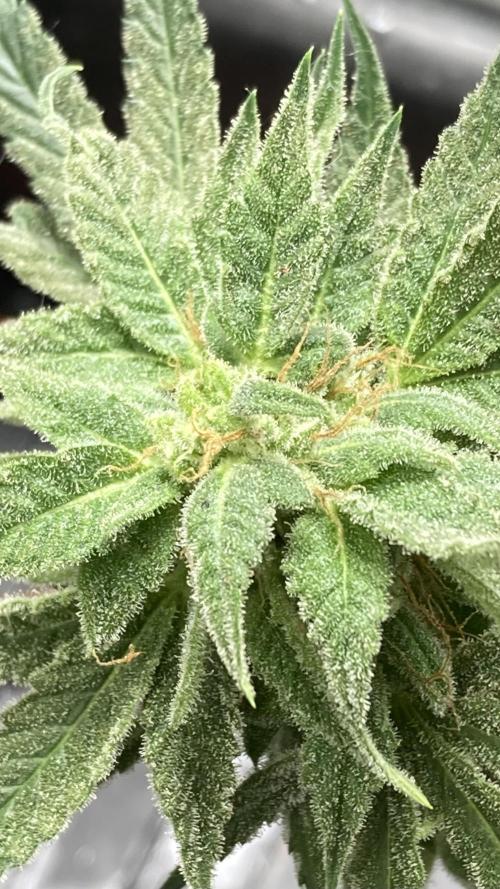Double Smile (Mephisto Genetics). Week 10