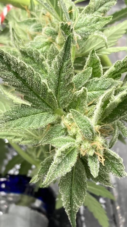 Double Smile (Mephisto Genetics). Week 10
