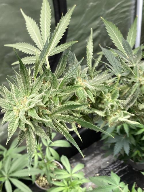 Double Smile (Mephisto Genetics). Week 10